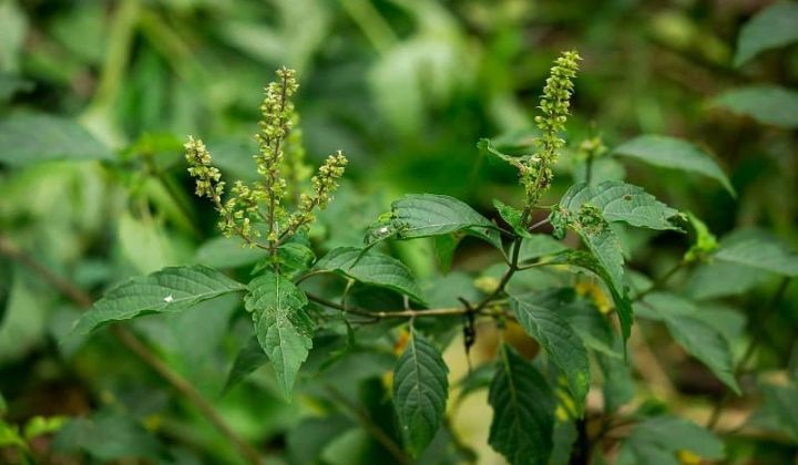 Tiềm năng và giải pháp phát triển cây dược liệu trên địa bàn tỉnh An Giang
