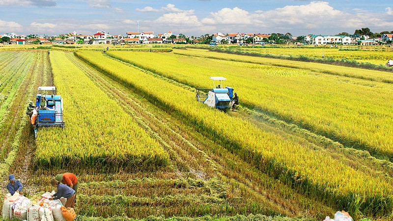 Giải pháp chuyển dịch cơ cấu kinh tế khu vực nông thôn theo hướng công nghiệp hóa - hiện đại hóa