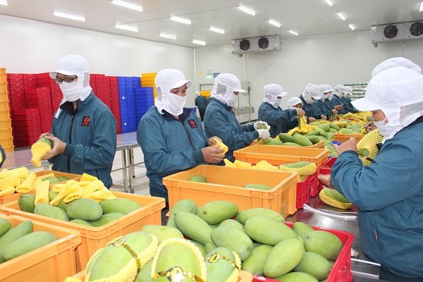 Giải pháp phát triển chuỗi cung ứng hàng nông sản xuất khẩu khi Việt Nam tham gia vào chuỗi cung ứng hàng nông sản toàn cầu