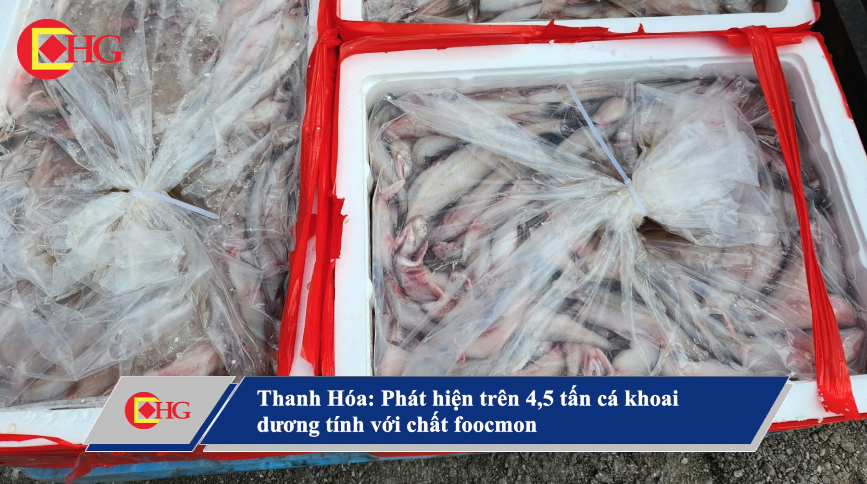 Thanh Hóa: Phát hiện trên 4,5 tấn cá khoai dương tính với chất foocmon