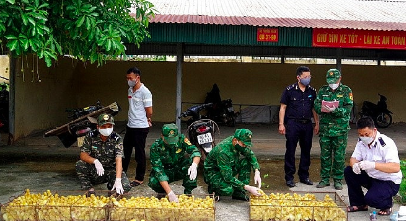 Lạng Sơn: Xử lý nghiêm việc vận chuyển trái phép gia cầm qua biên giới