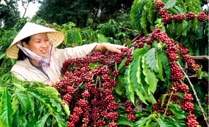 Giá tăng cao, xuất khẩu cà phê có thể đạt 4,5 - 5 tỷ USD trong năm 2024