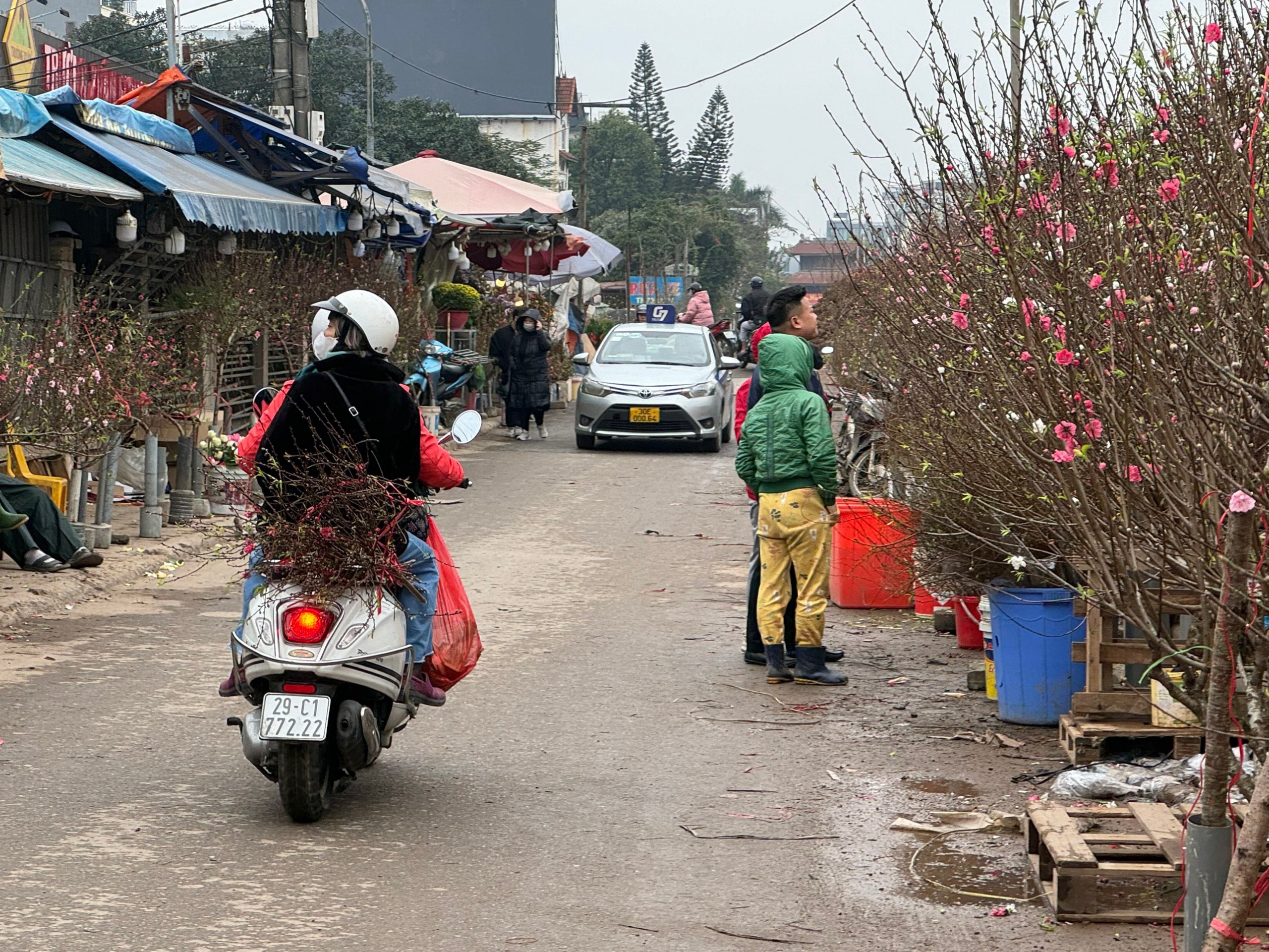 Thị trường đào, quất nhộn nhịp đón Tết Nguyên đán Giáp Thìn 2024